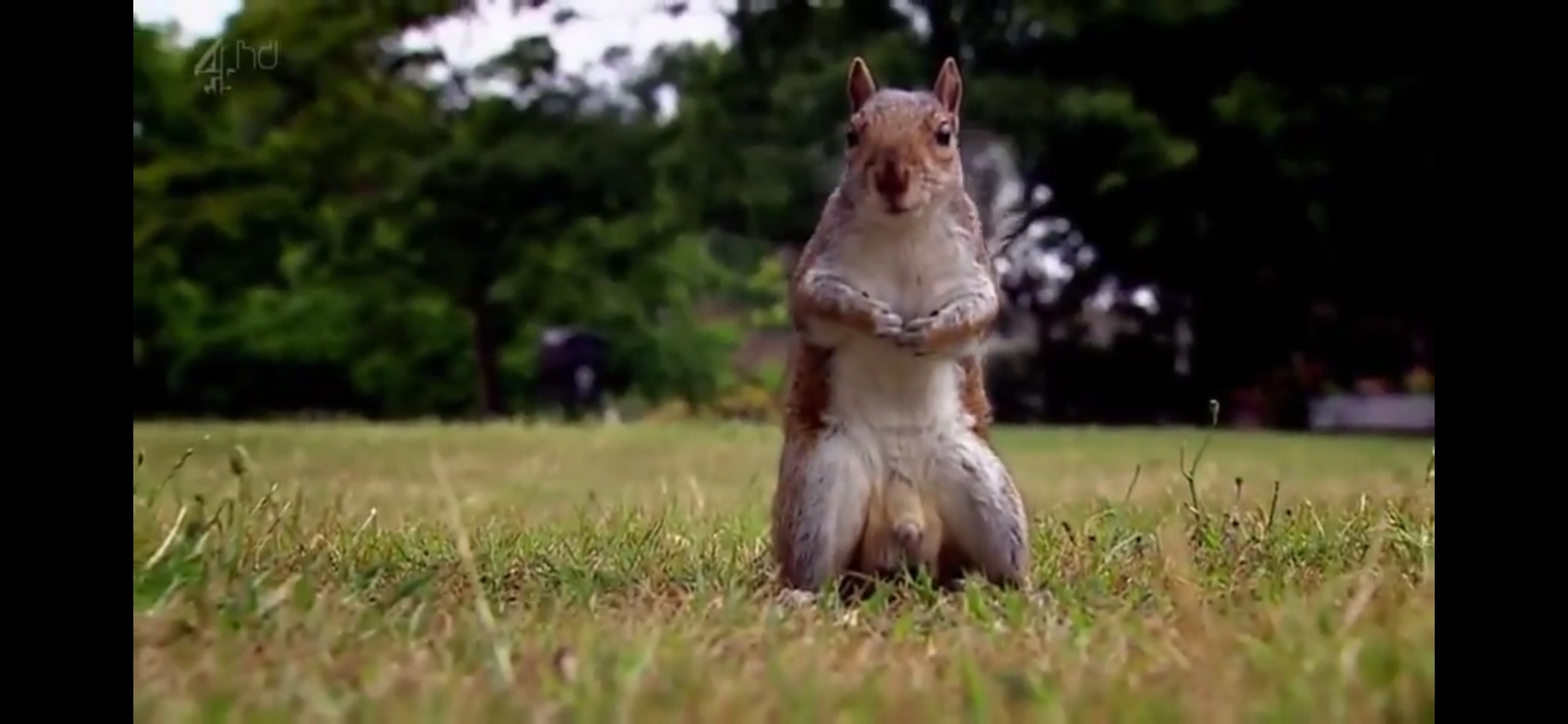 Squirrel at a cooking show - Squirrel, Big Fat Quiz of the Year, Genitals