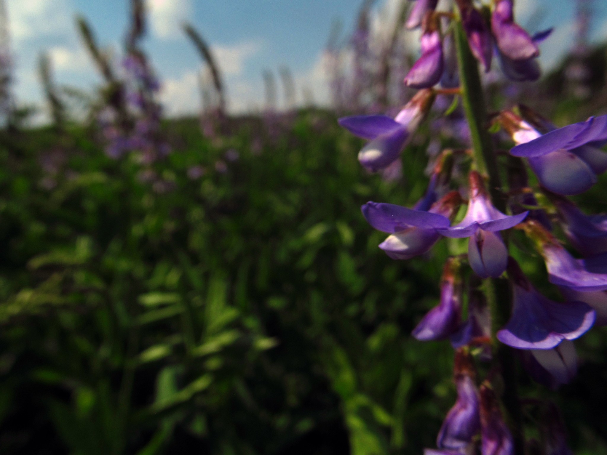 Flowers :) well... And not only flowers... - My, The photo, Flowers, Wildflowers, VDNKh, Longpost, dawn, Sky