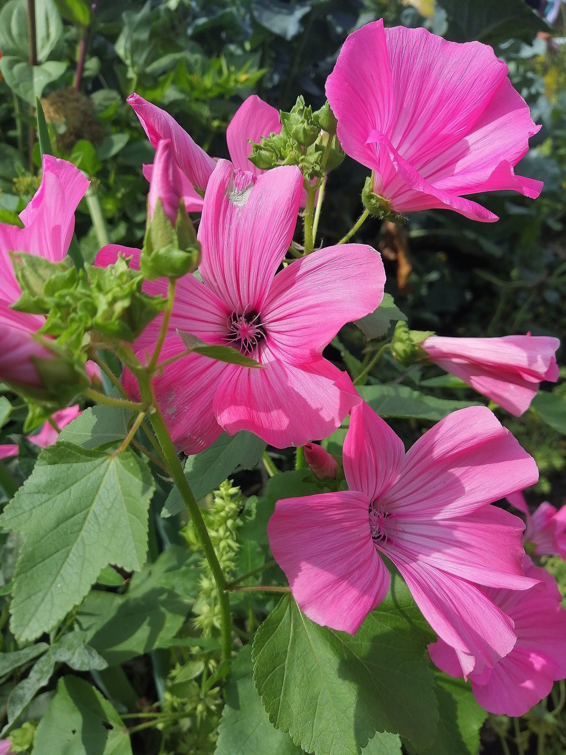 Flowers in the yard. - My, Flowers, The photo, Longpost