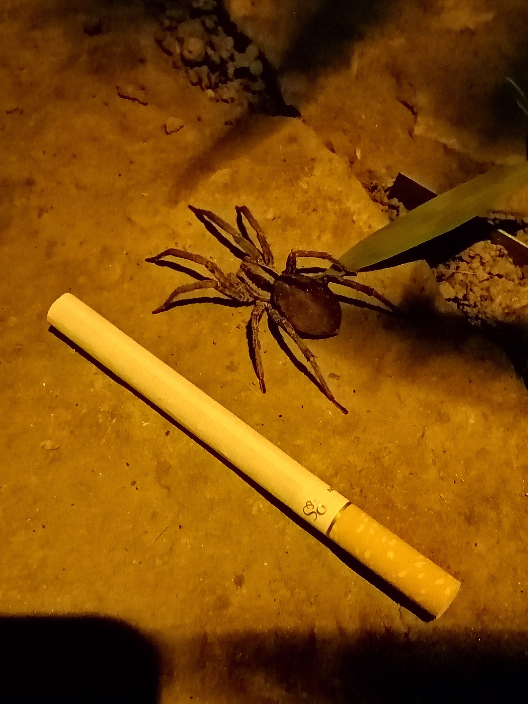 What the heck... - My, Spider, Sochi, Subtropics, Livestock, Longpost, Animals