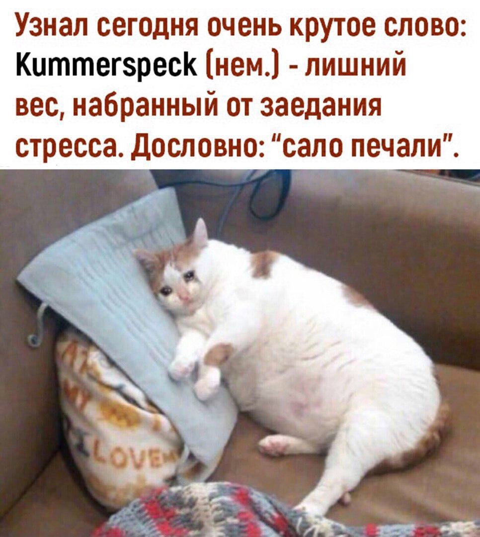 sadness - Humor, cat, Excess weight, Omnomnom