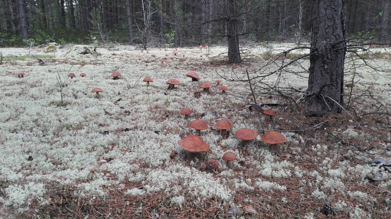 mushroom invasion - Porcini, Borovik, Longpost, Mushrooms