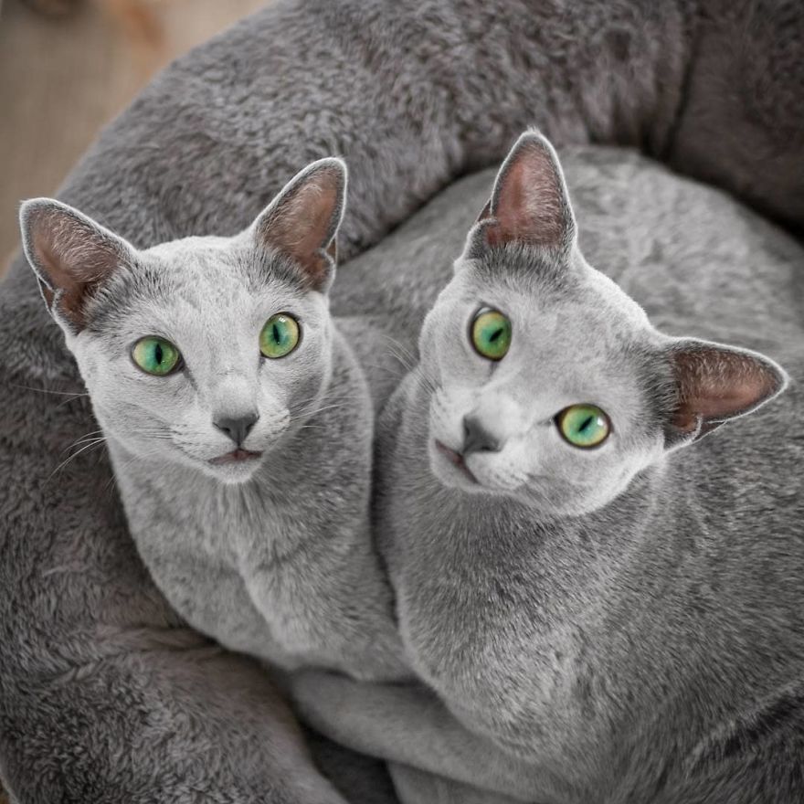 Handsome men with green eyes - cat, Handsome men, Eyes, Green eyes, Longpost, Russian blue