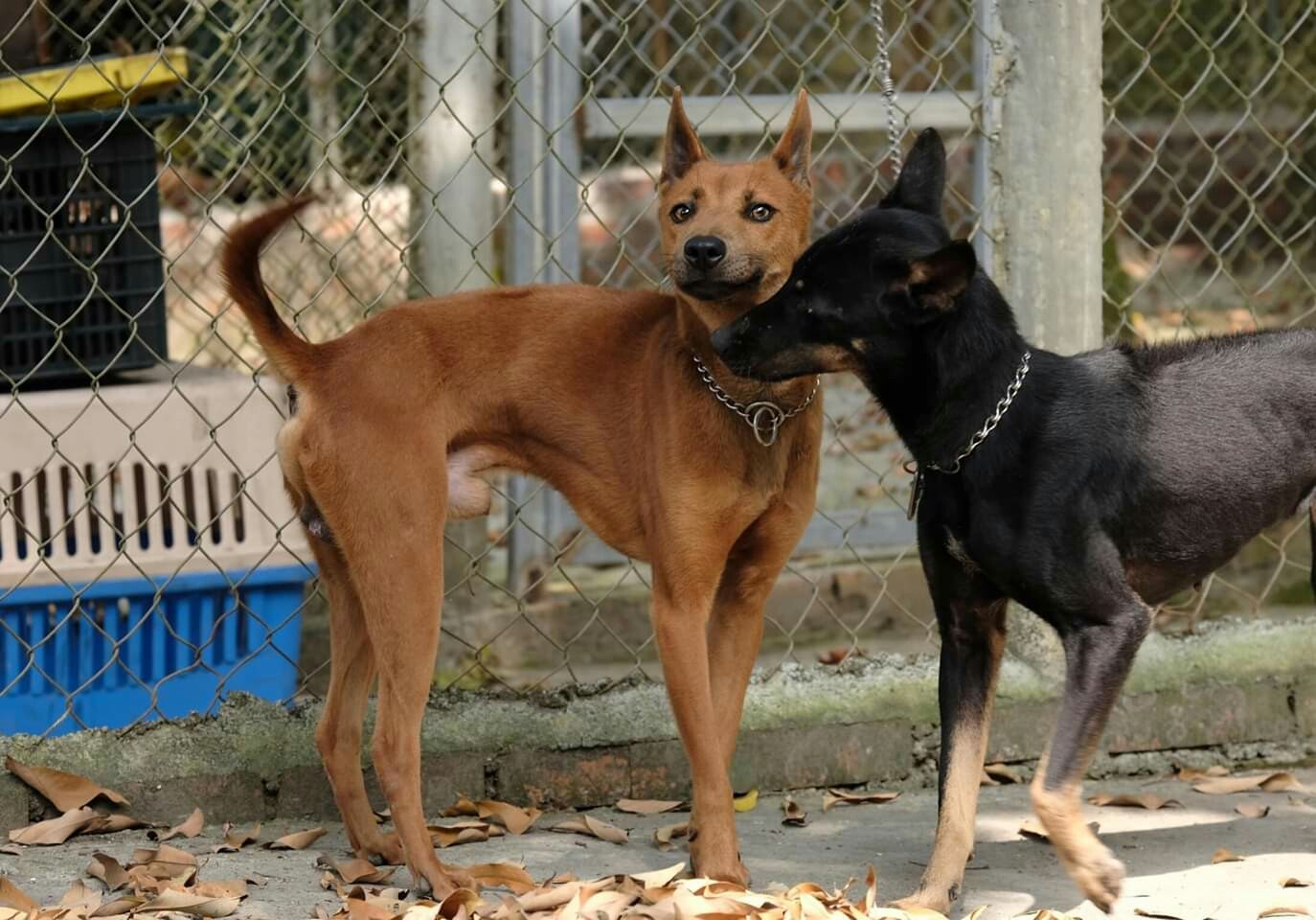 Собака во Вьетнаме | Пикабу