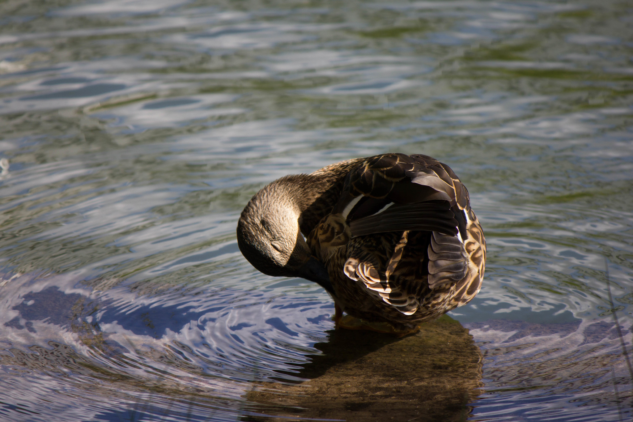 Duck cleaning feathers - My, Duck, The photo, Beginning photographer