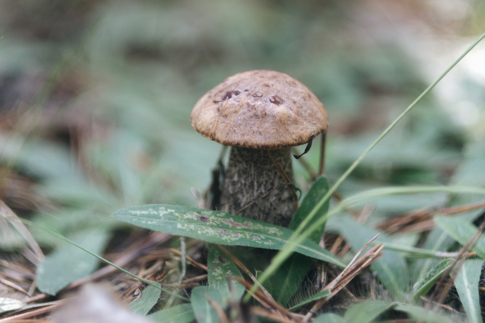 Mushrooms - My, Mushrooms, Forest, Mushroom season, The photo, Manual optics, Helios44-2, Longpost, Helios44-2