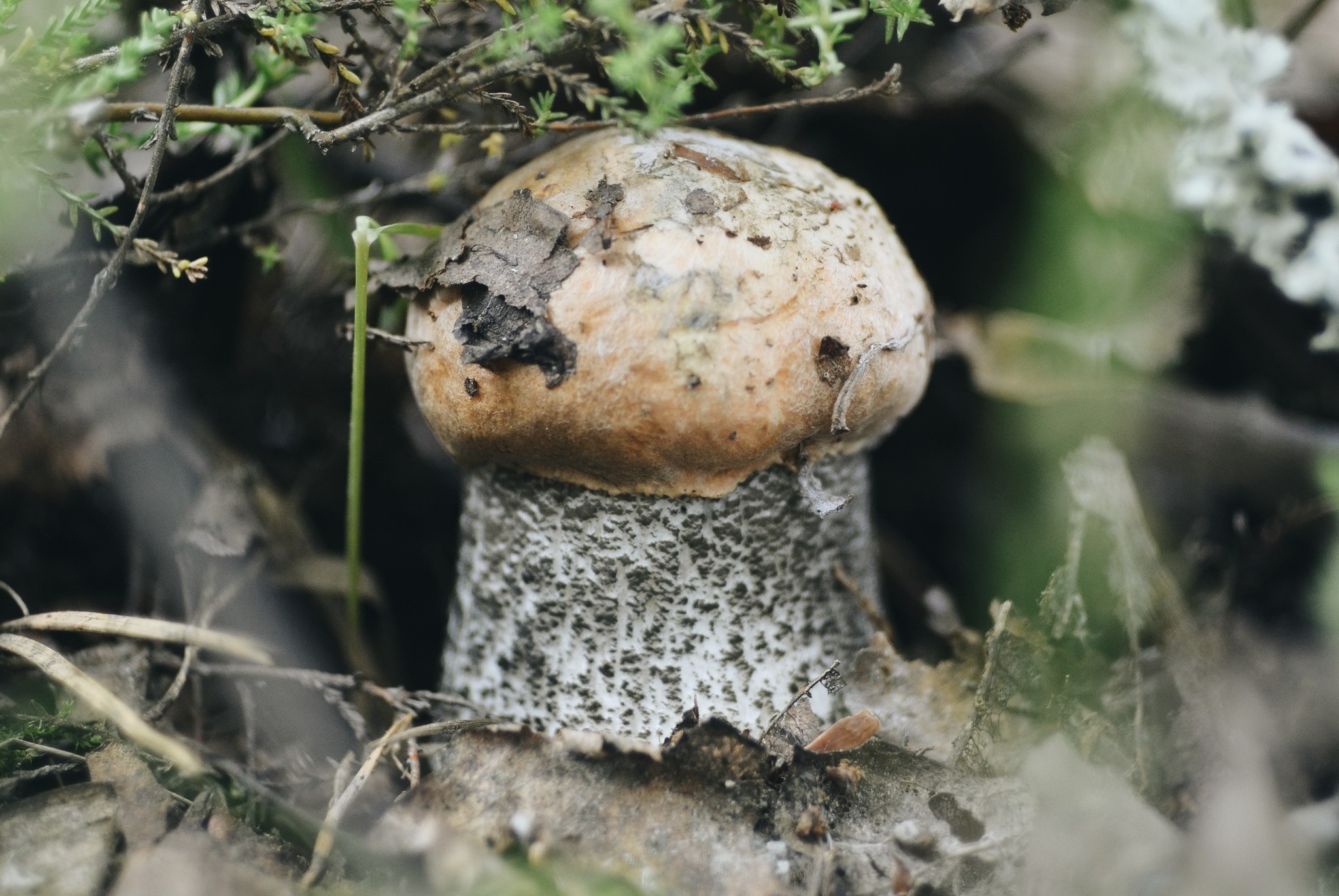 Mushrooms - My, Mushrooms, Forest, Mushroom season, The photo, Manual optics, Helios44-2, Longpost, Helios44-2