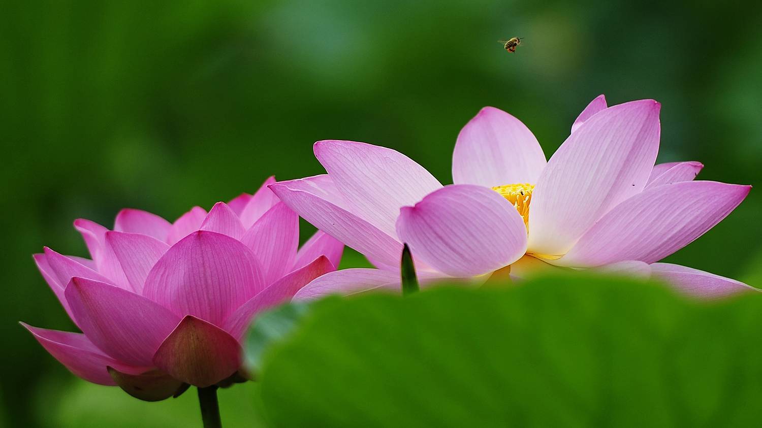 In Primorye, the lotus season has begun. Look how beautiful it is! - My, Lotus, Primorsky Krai, Nature, Flowers, Дальний Восток, Plants, Lake, Longpost