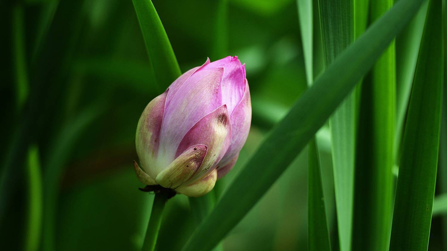 In Primorye, the lotus season has begun. Look how beautiful it is! - My, Lotus, Primorsky Krai, Nature, Flowers, Дальний Восток, Plants, Lake, Longpost