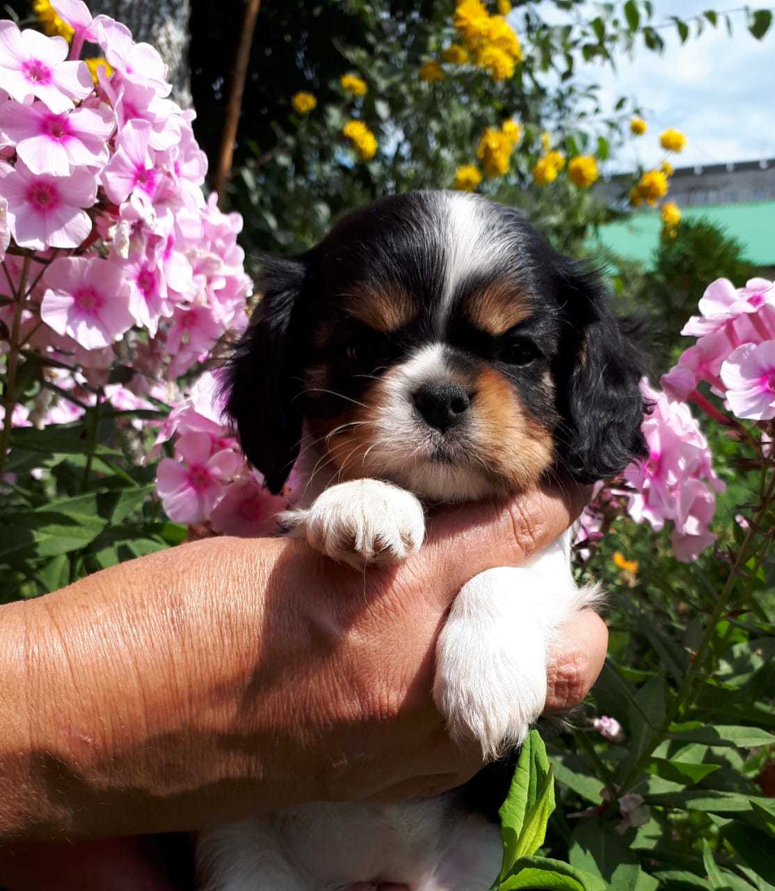 Puppies - My, Cavalier king charles spaniel, Dog, Longpost, Puppies