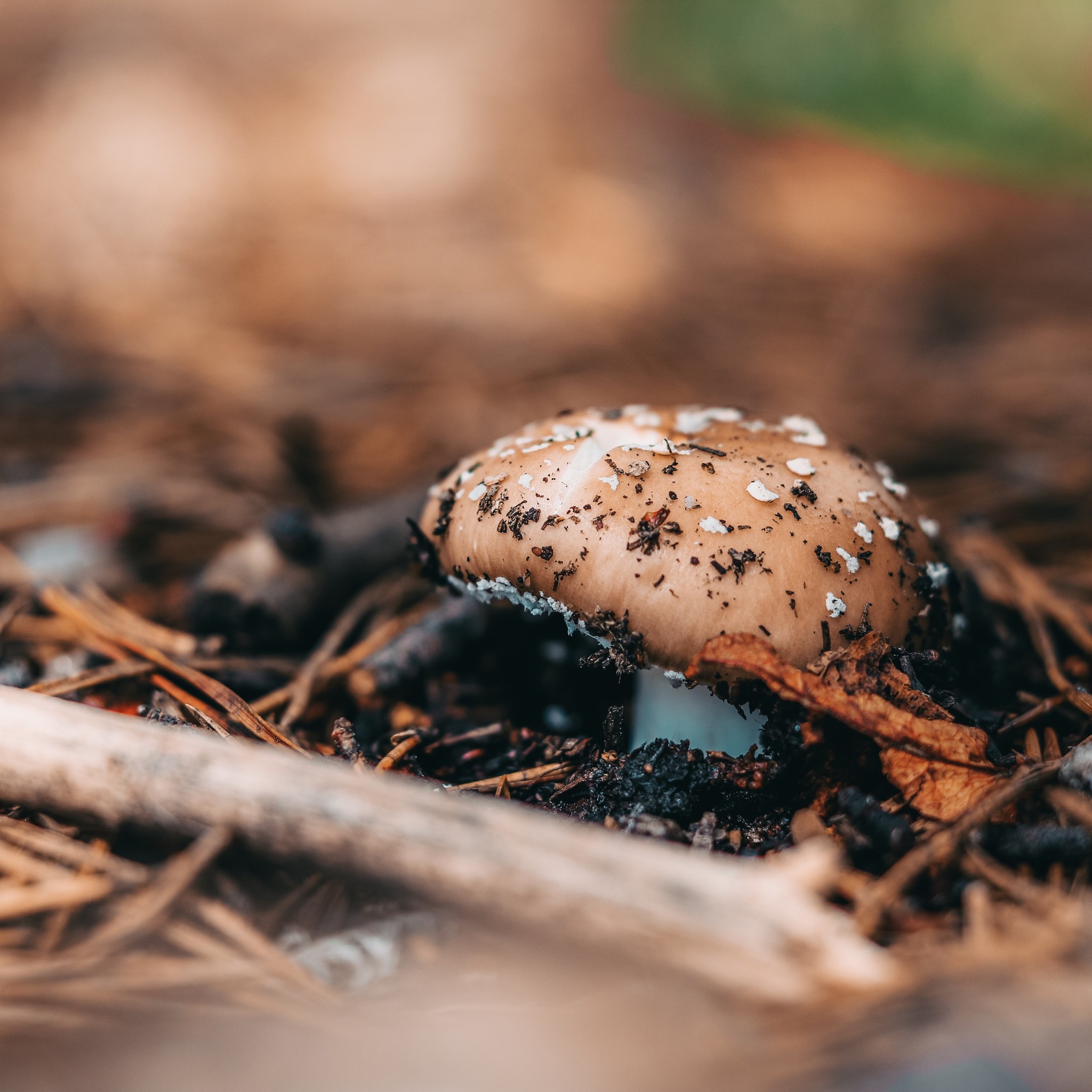 Mushroom - My, Canon, Mushrooms