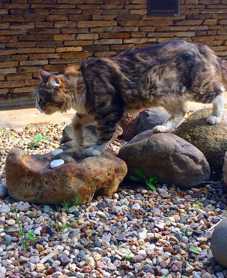 Kote is sneaking - My, cat, Catomafia, Siberian cat, Dacha