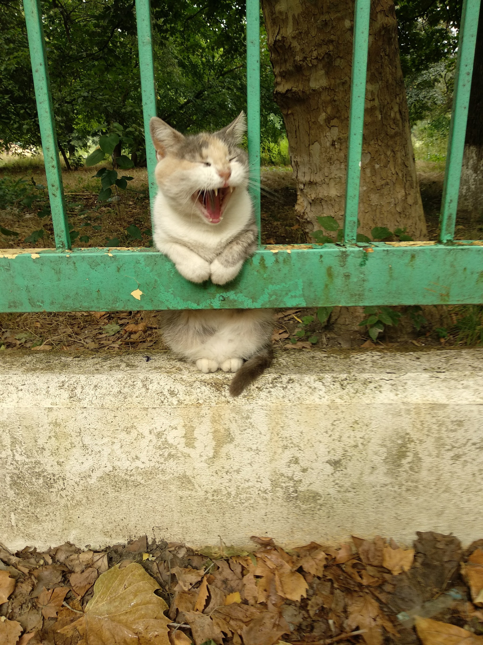 Cat - squirrel - My, cat, Krasnodar, Milota, Longpost