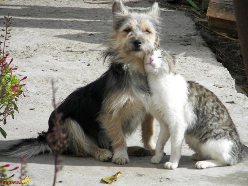 Friendship knows no barriers... - Animals, cat, Catomafia, Dog, The photo, friendship