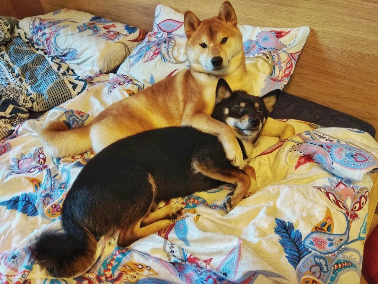 Just cute pussies in your feed - My, Shiba Inu, Dogs and people, Dog, Good boy, Pets, Pet, Longpost