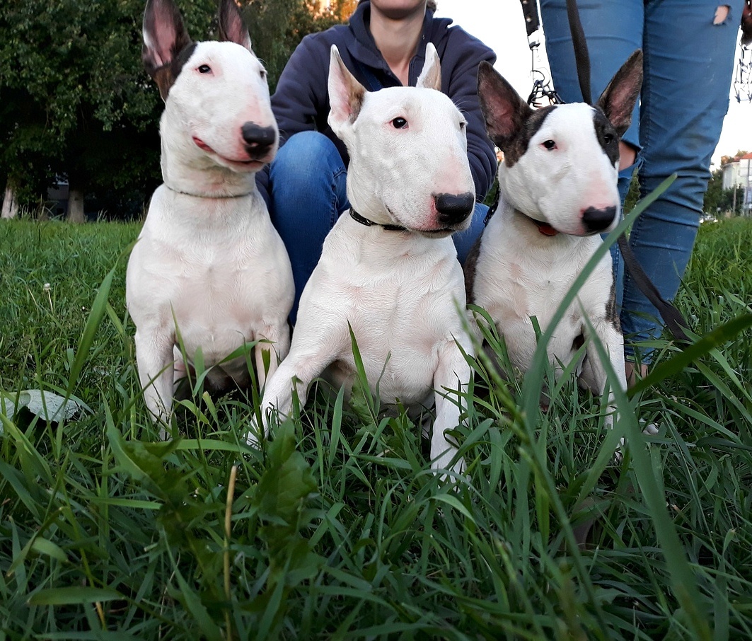 Why do you need to buy dogs in kennels - My, Dog, Nursery, Purchase, Shih Tzu, Bull terrier, Article, Information, Longpost