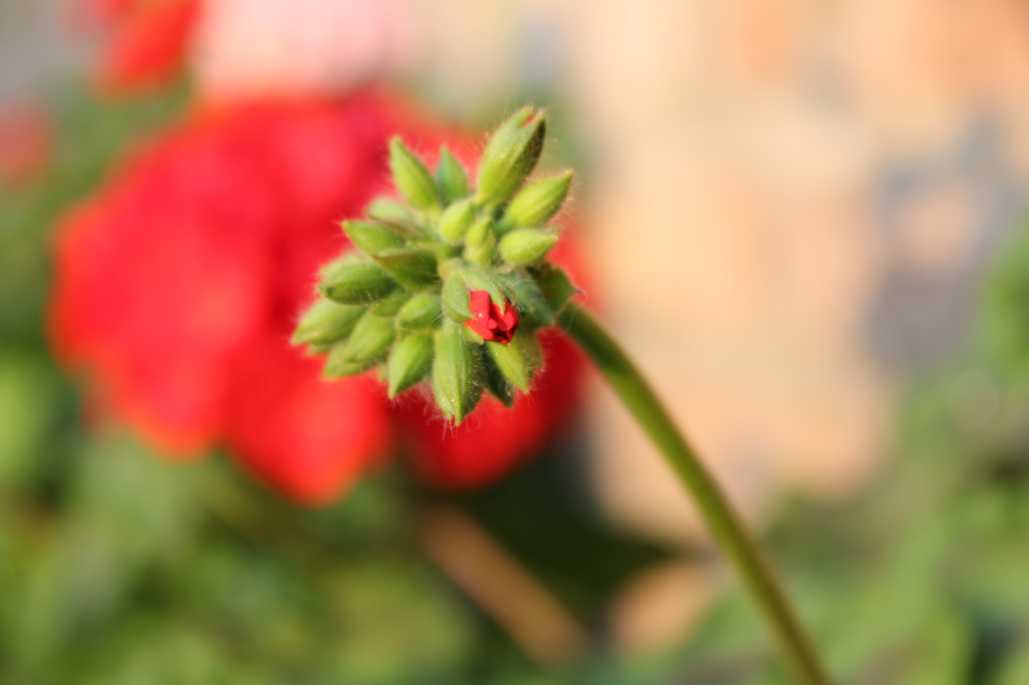 Checking the whale lens on flowers + night shooting. - My, The photo, Flowers, Canon EOS 550D, Kit 18-105, Longpost