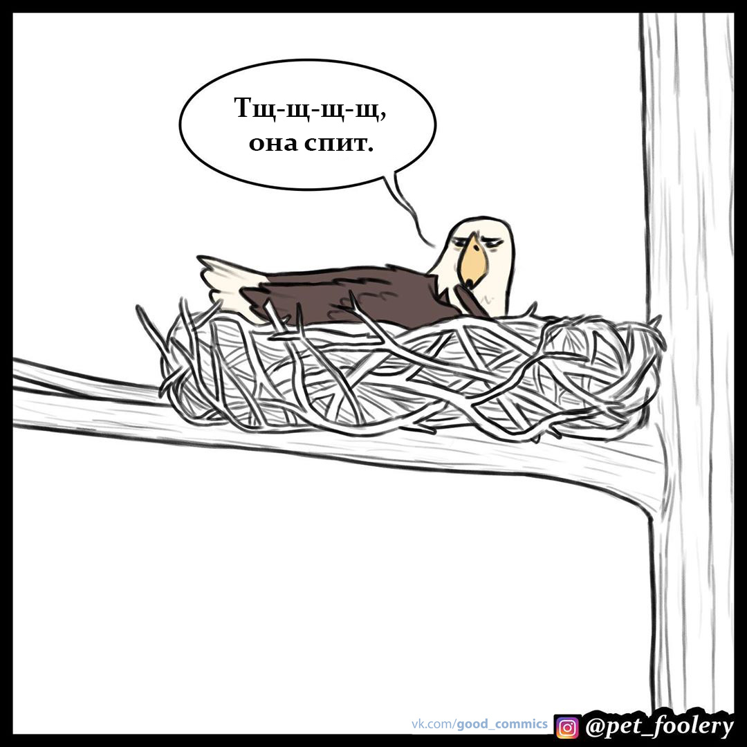 Hey bird! - Pet foolery, Brutus and Pixie, Eagle, cat, Dog, Translated by myself, Comics, Longpost