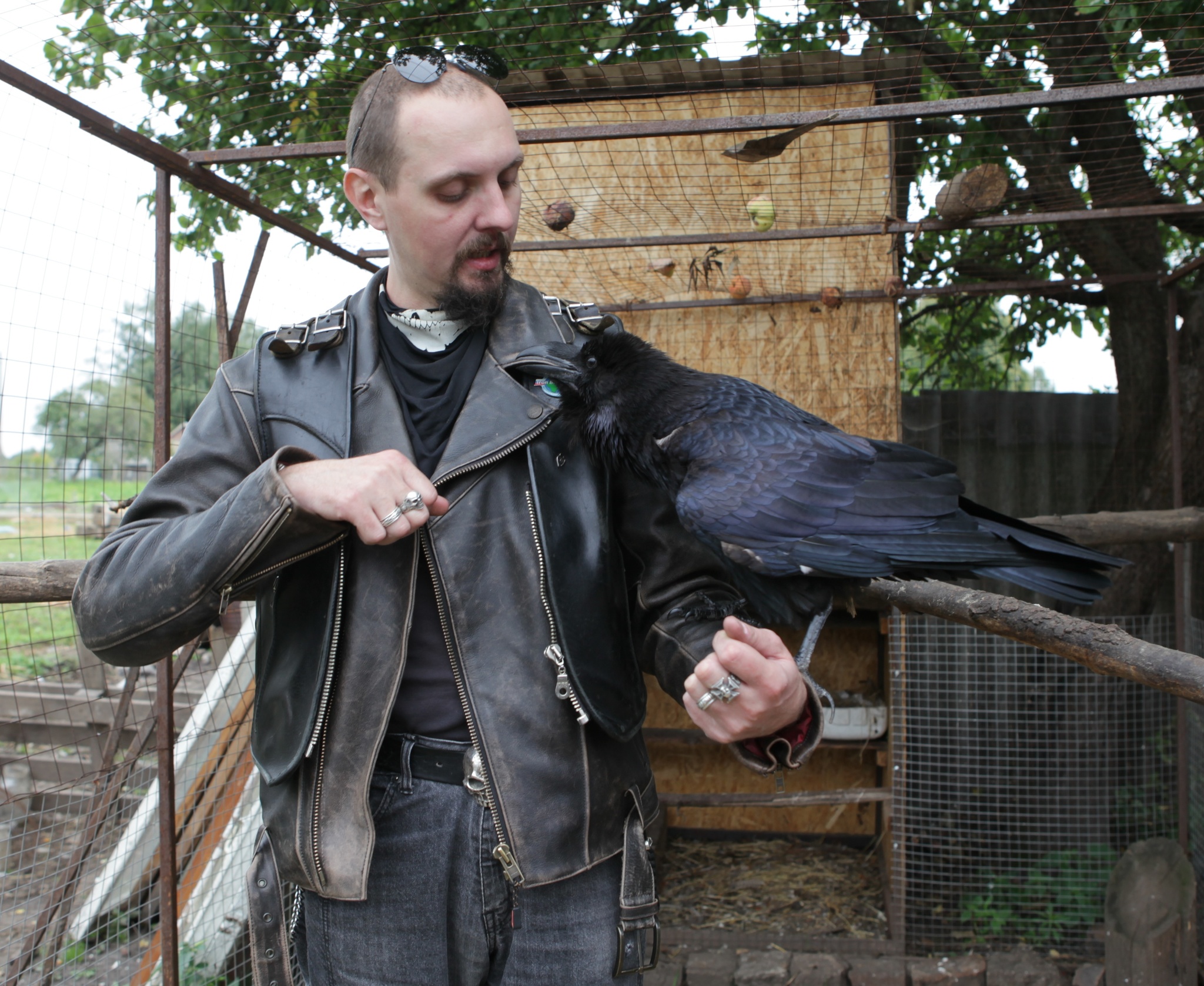 Bird shelter Wings of the World - My, Birds, Shelter, Crow, Stork, Longpost