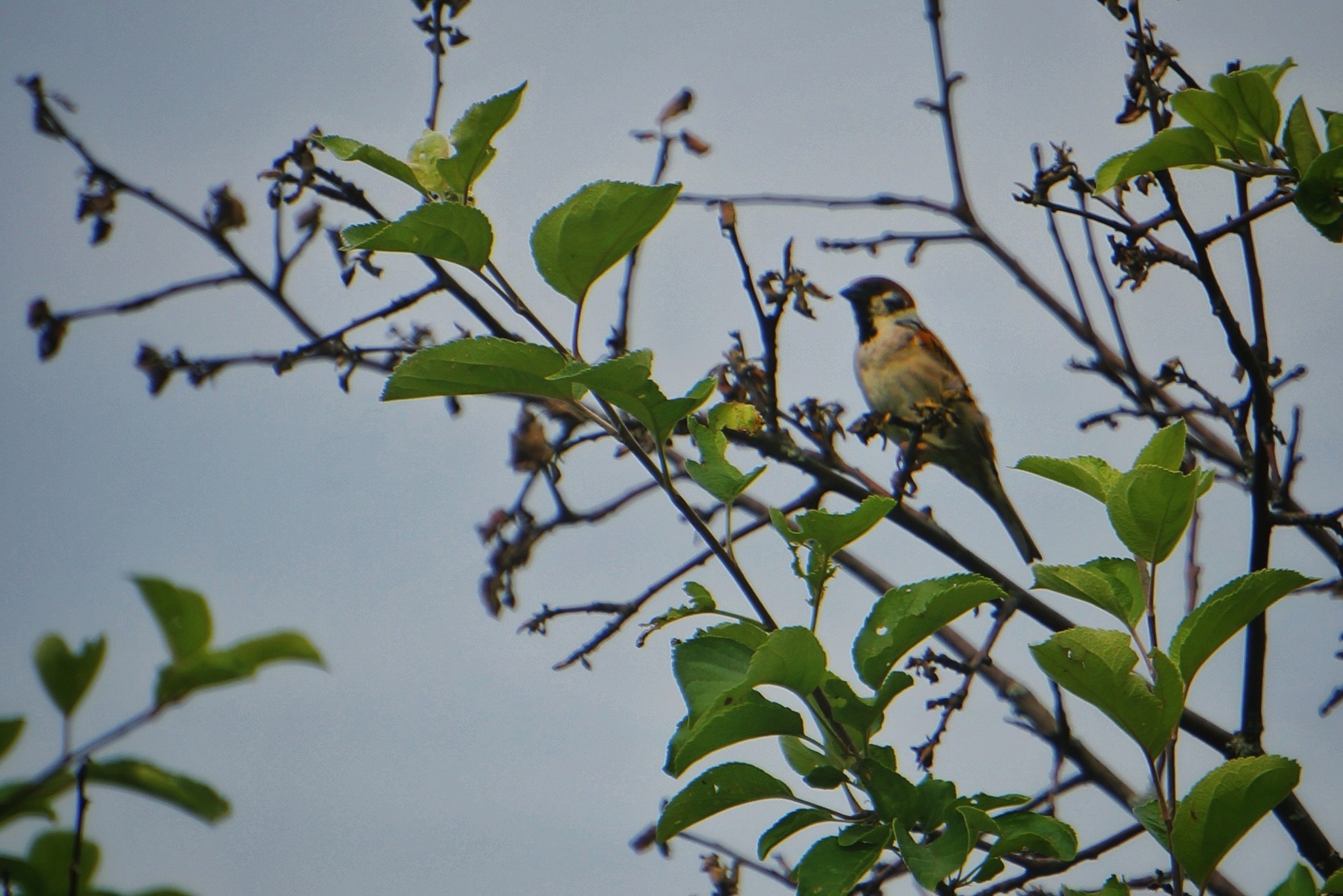 Nature frames part 2 - My, Nature, Forest, Dog, Birds, Insects, Landscape, Longpost