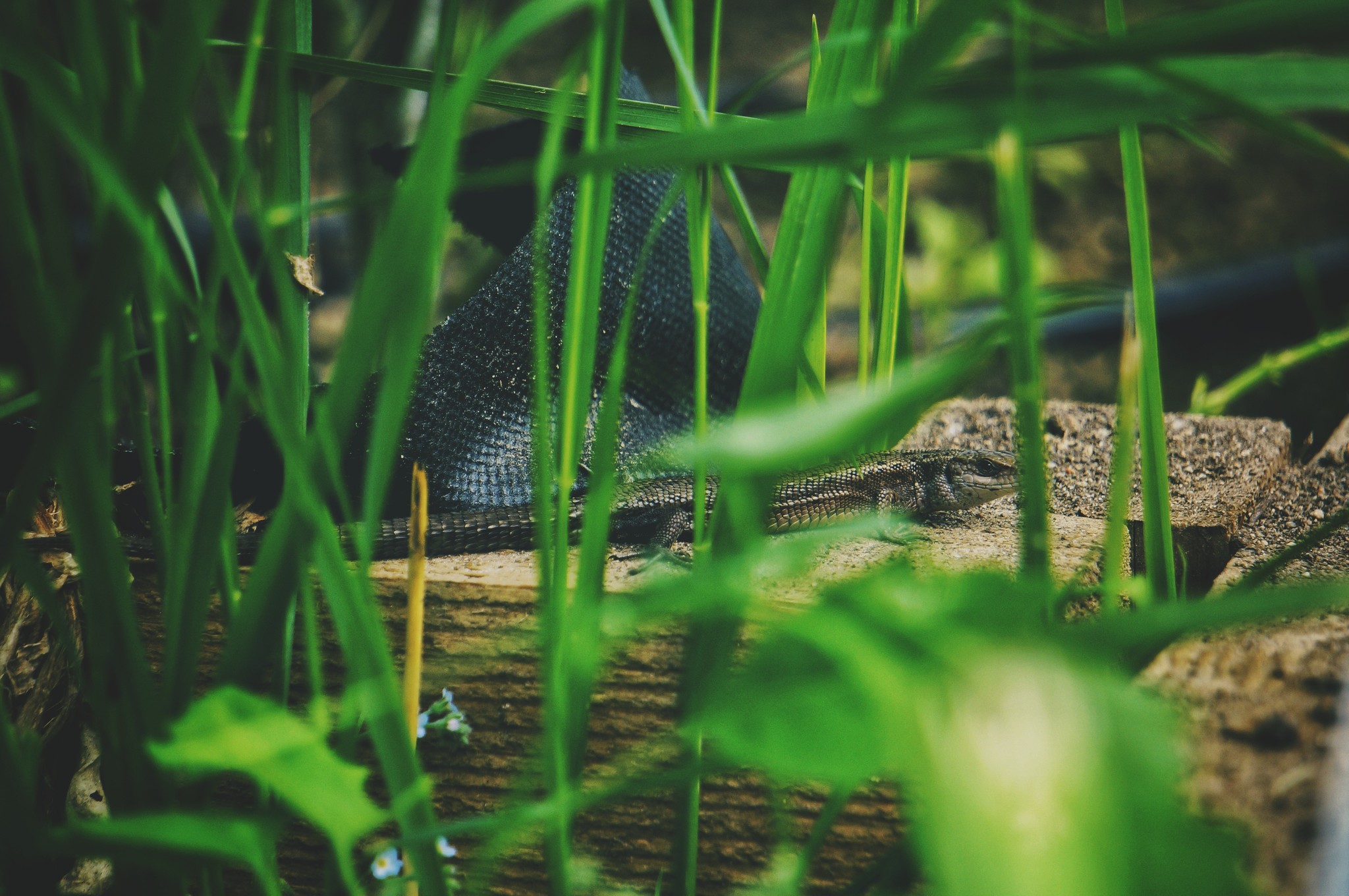 Nature frames part 2 - My, Nature, Forest, Dog, Birds, Insects, Landscape, Longpost