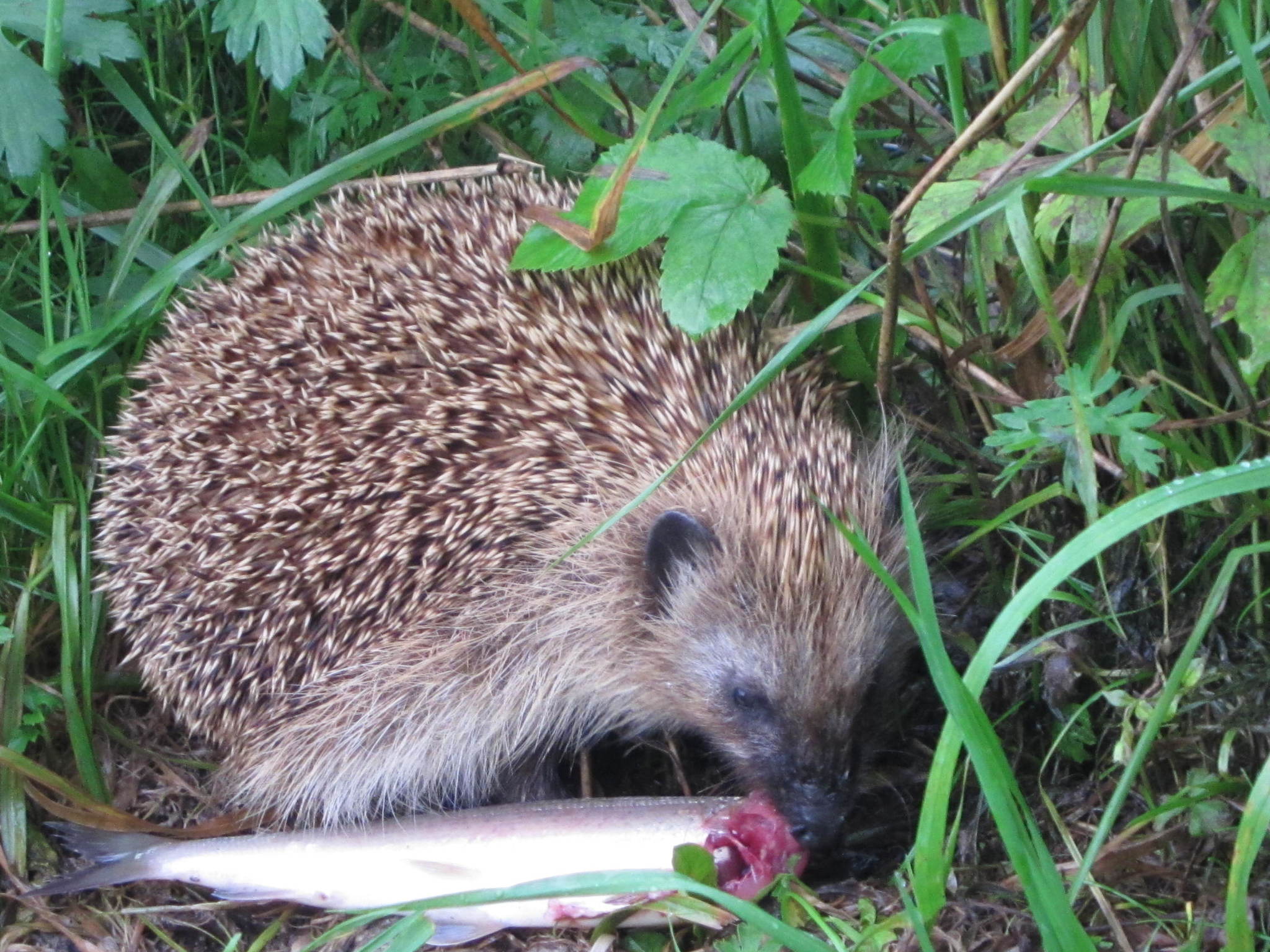 Fishing was a success, hedgehogs also did not remain offended - My, Nature, Fishing, Hedgehog, Relaxation