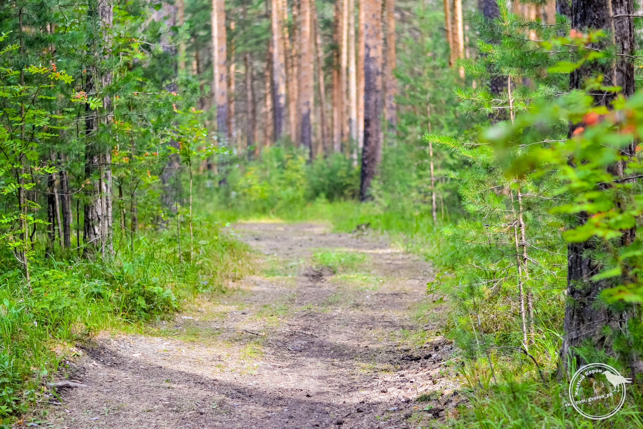 Way to the tanks! - My, Society, Forest, Ecology, Building, Power, Officials, Text, People, Nature, Longpost