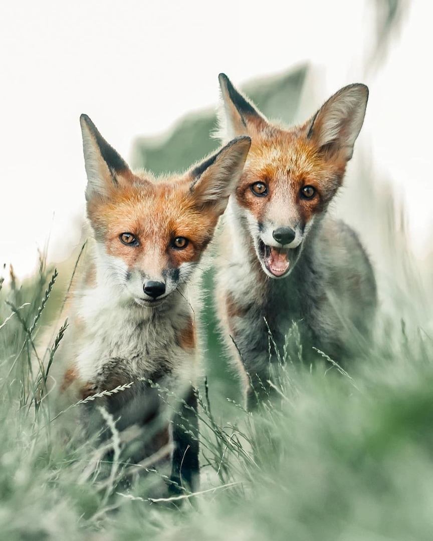 Edrit you fuhr! - Fox, Milota, Animals, The photo