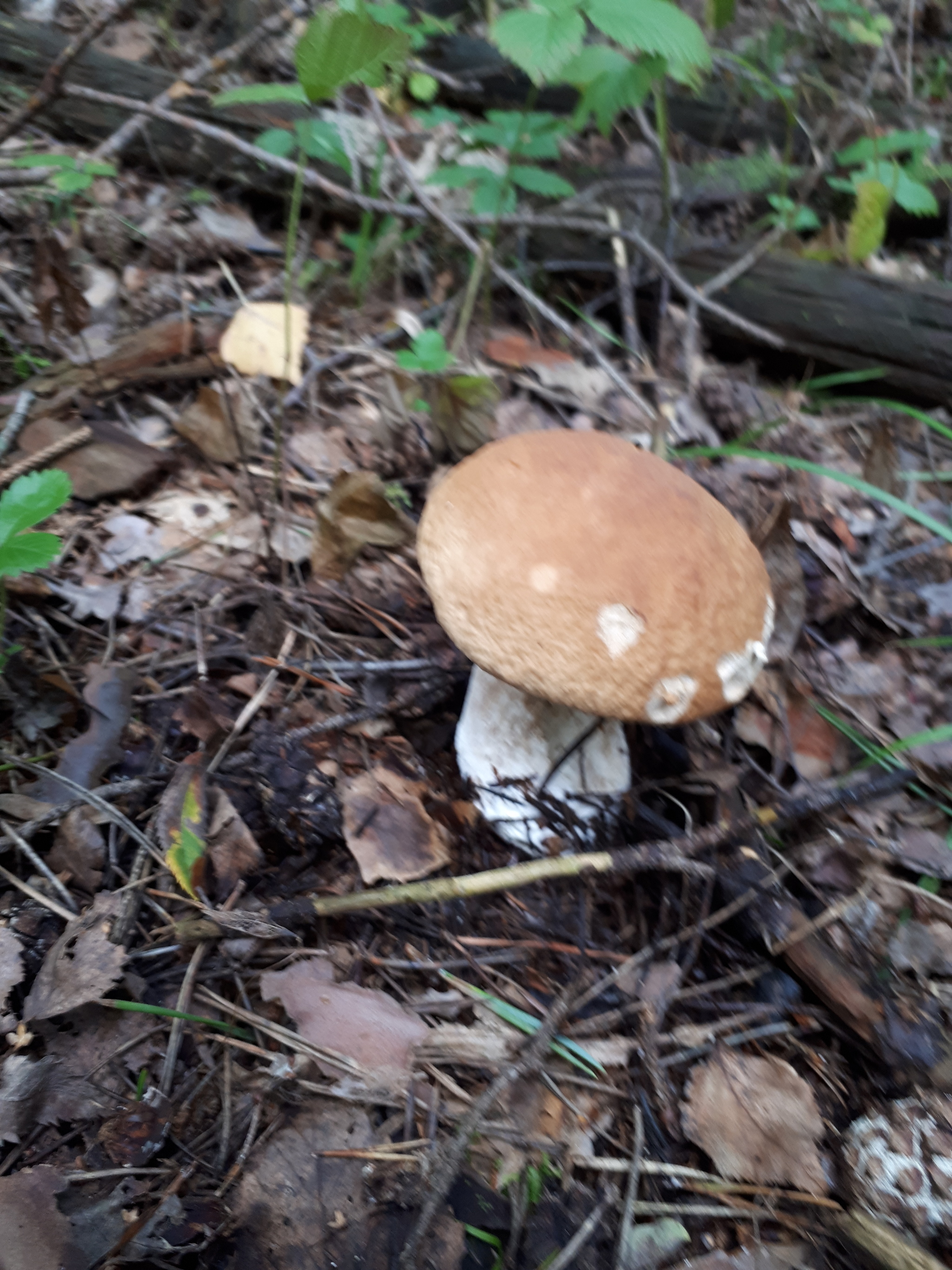 Call of nature - My, Silent hunt, Mushrooms, Forest, Подмосковье, Balashikha, Longpost