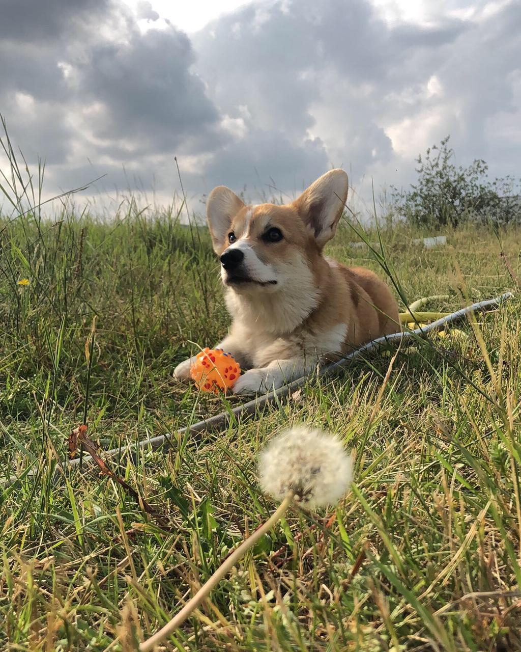 Teddy 5 months - My, Corgi, , Dog, Pets, Friend of human, Longpost, Welsh corgi pembroke