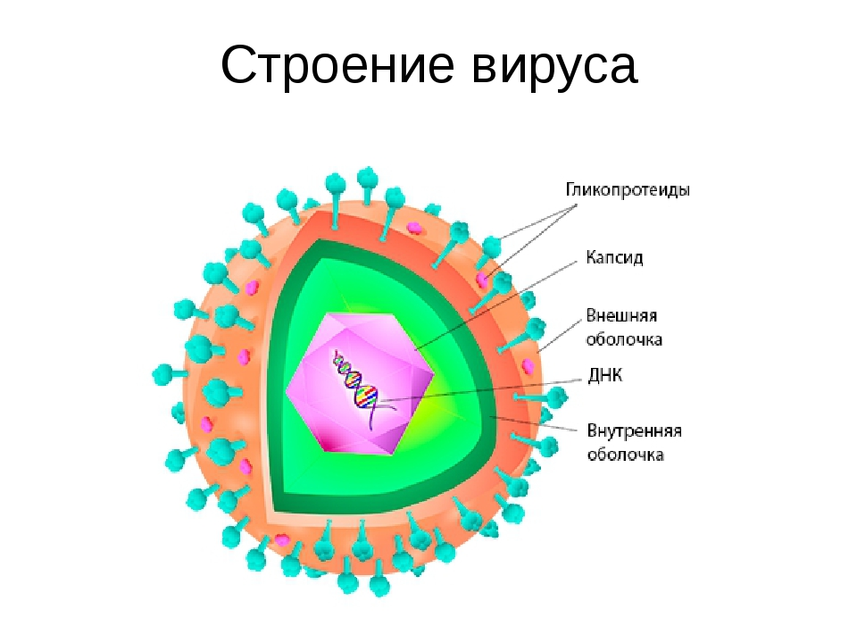 About dogmas in biology - My, The science, Biology, Molecular biology, DNA, Protein, Introduction, Longpost