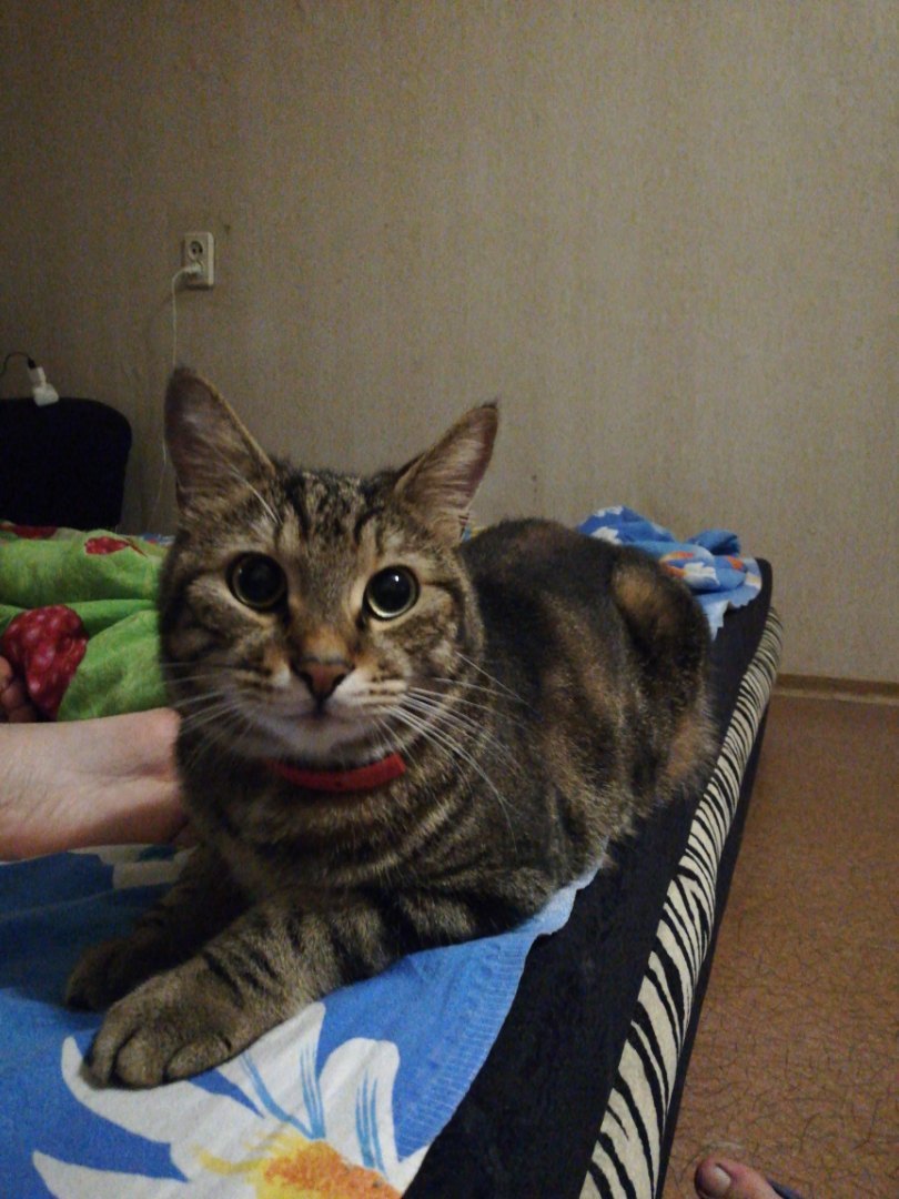 Found a cat, Vladivostok. - No rating, Vladivostok, cat, Lost