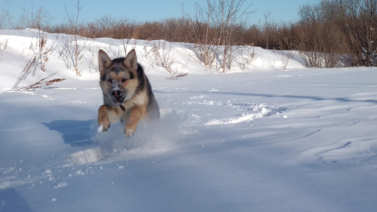 The story of one ordinary puppy. - My, Dog, German Shepherd, Puppies, Best friend, Dog breeds, Video, Longpost