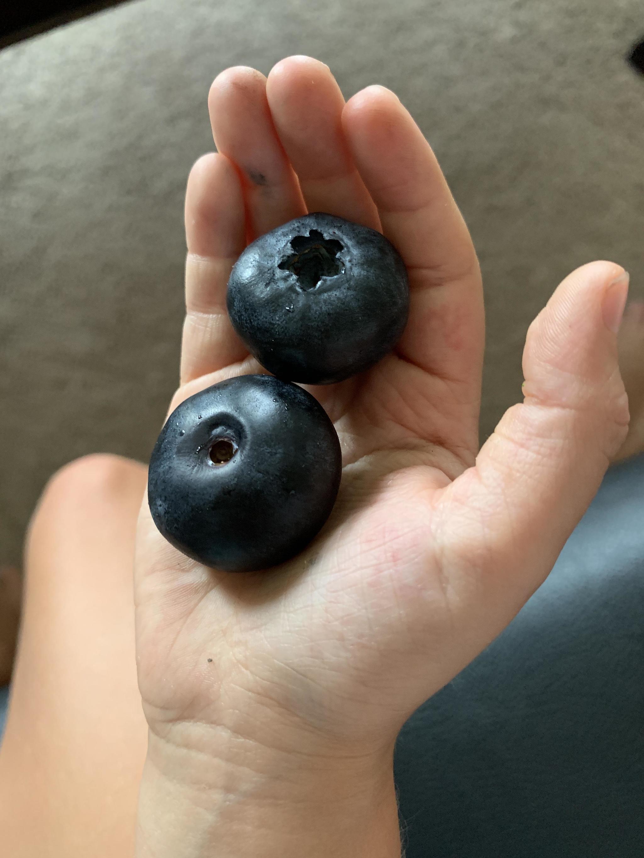 Blueberry - Blueberry, Berries, The photo, Reddit