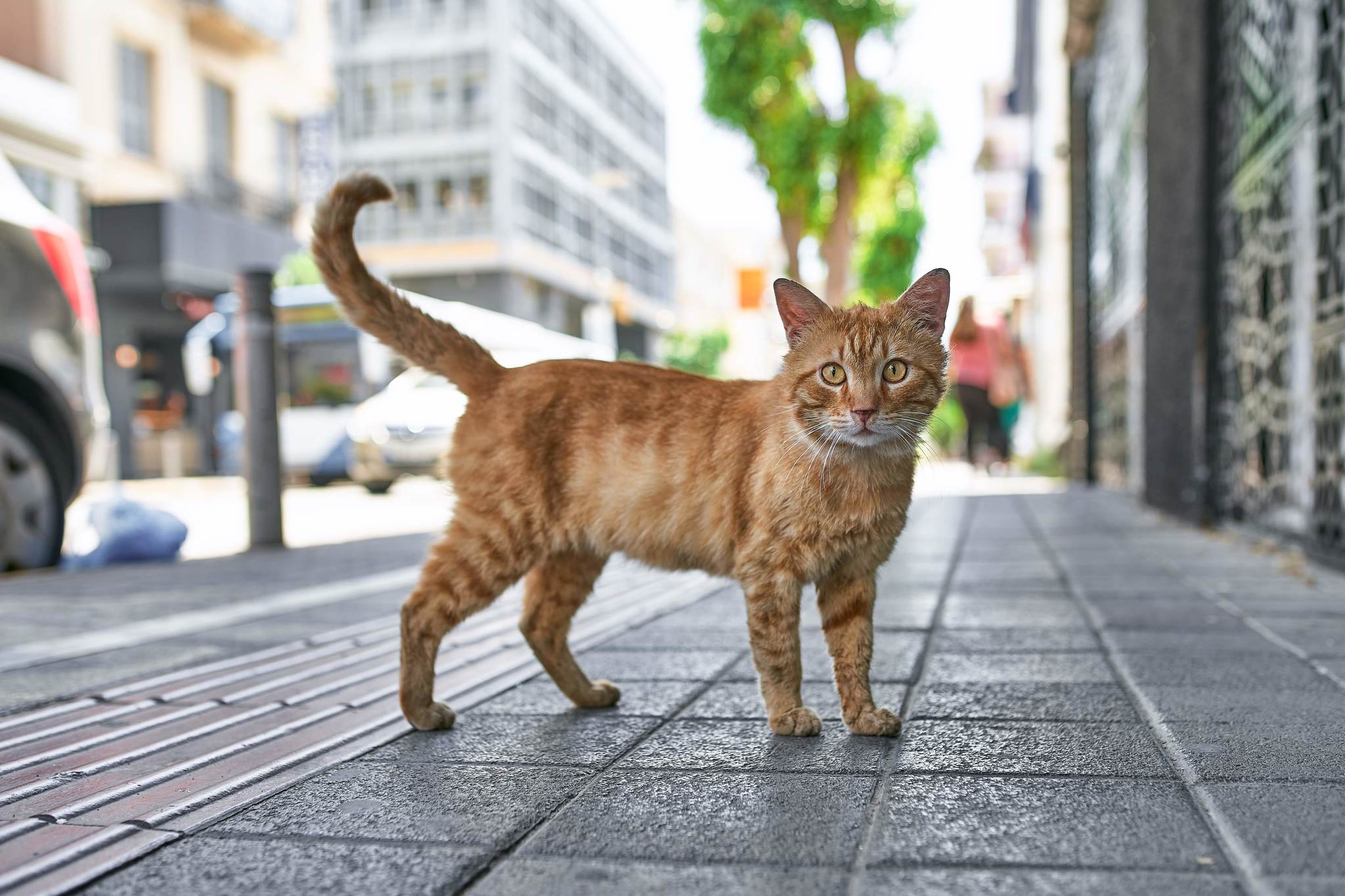 city ??cats - My, The photo, cat, Animals, Cur, Animalistics, Longpost