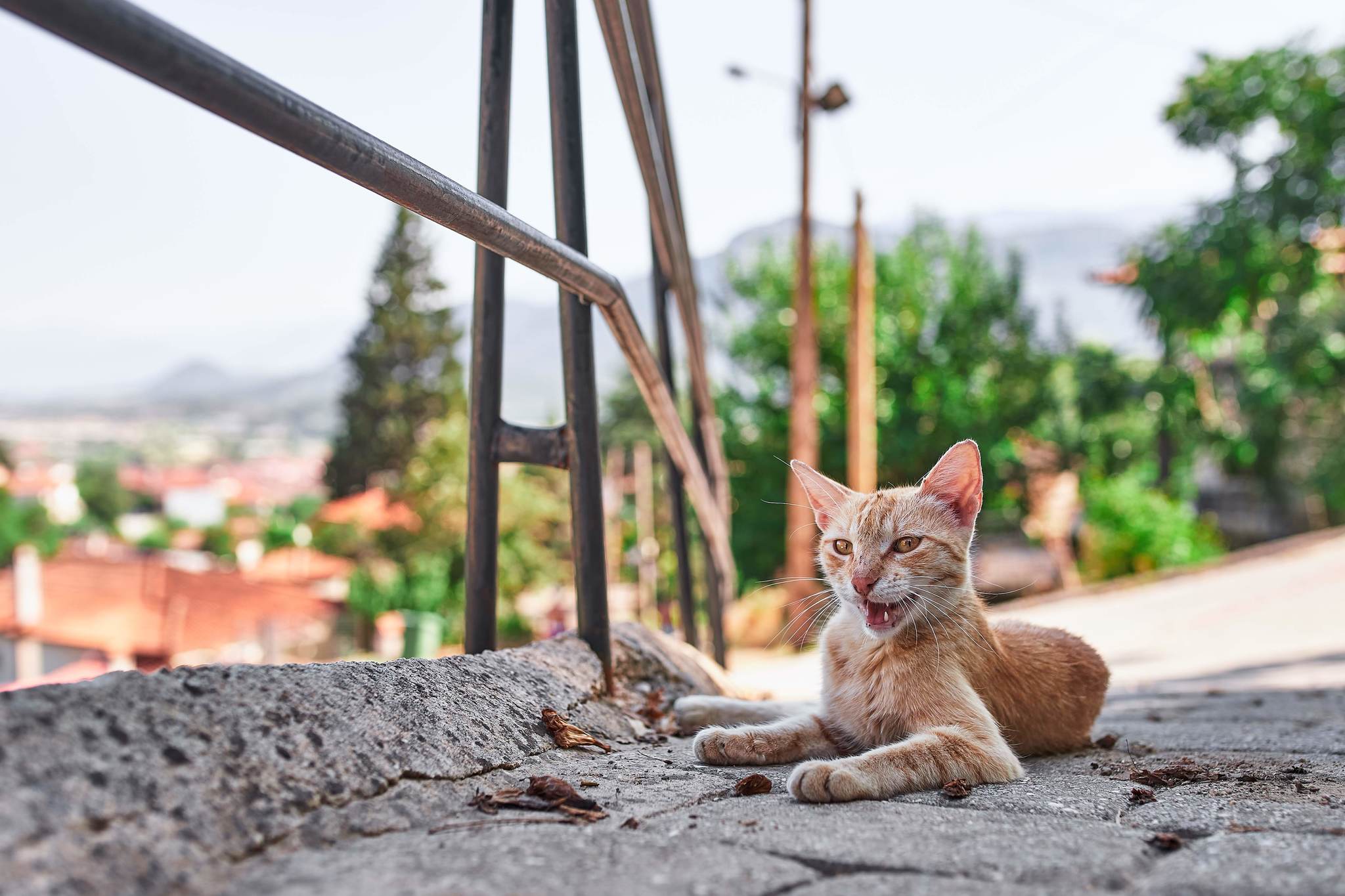 city ??cats - My, The photo, cat, Animals, Cur, Animalistics, Longpost