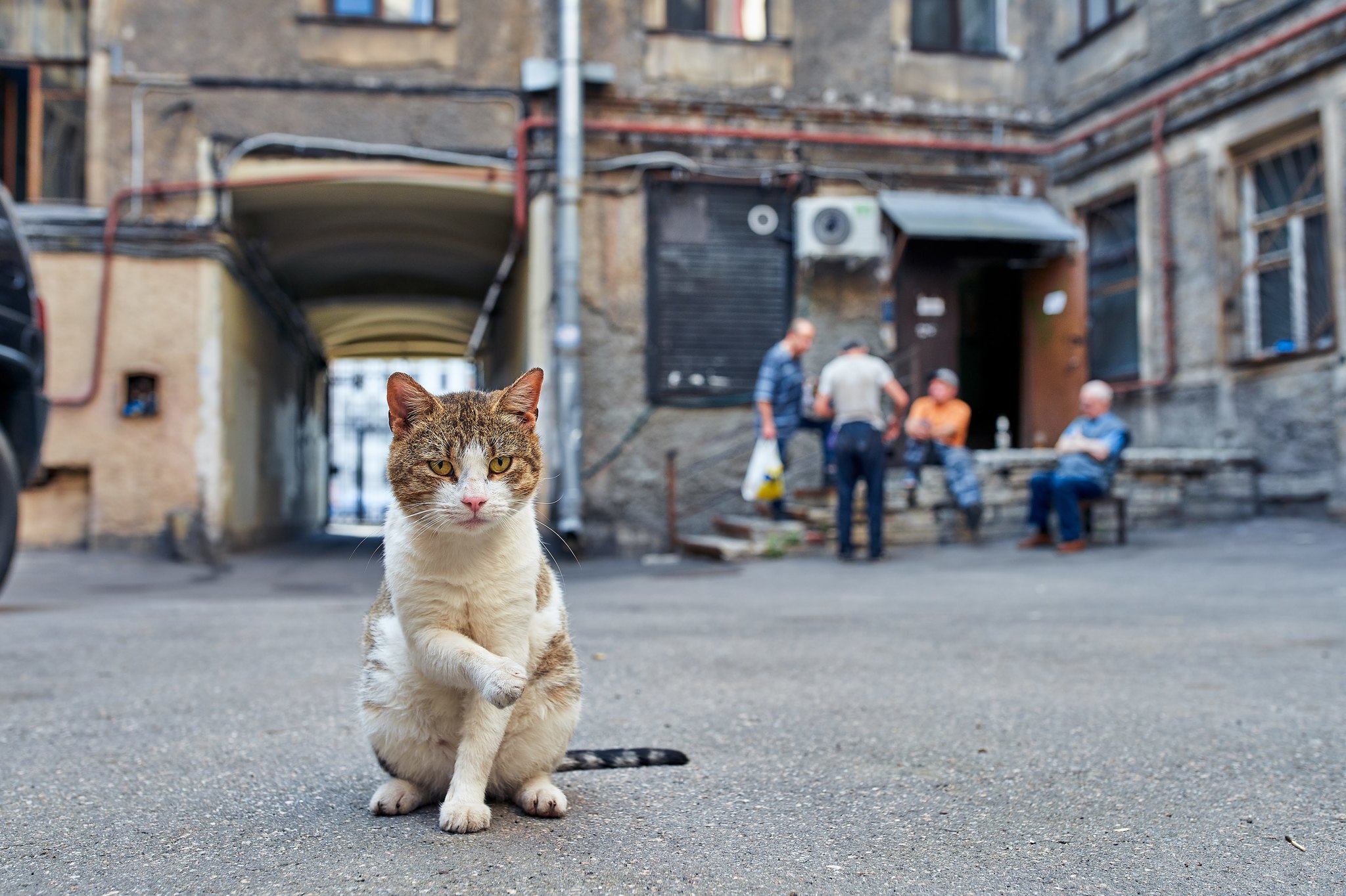 city ??cats - My, The photo, cat, Animals, Cur, Animalistics, Longpost