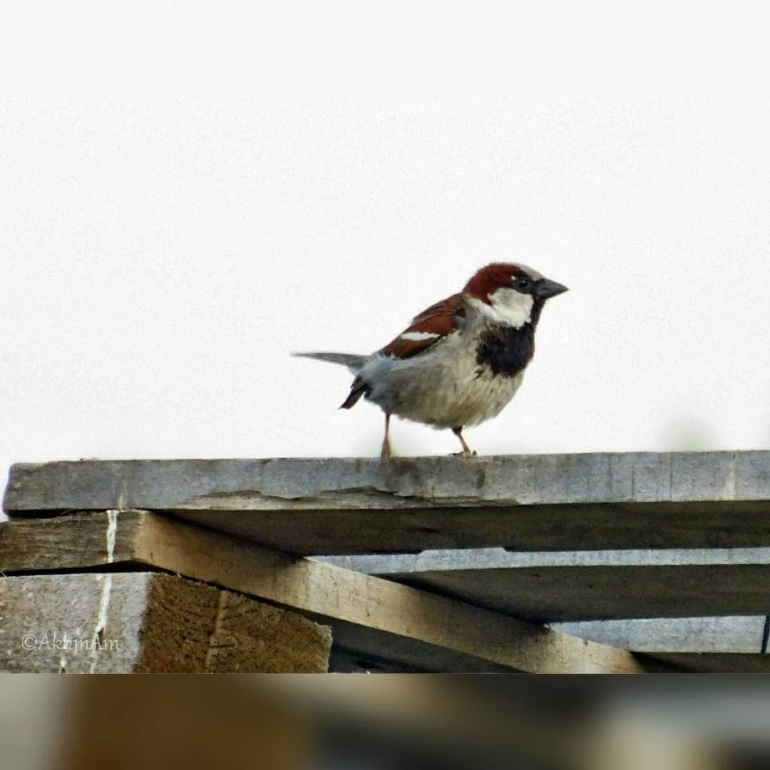 Photo from the village - My, The photo, Sparrow, Crow, Birds, Beginning photographer, Longpost