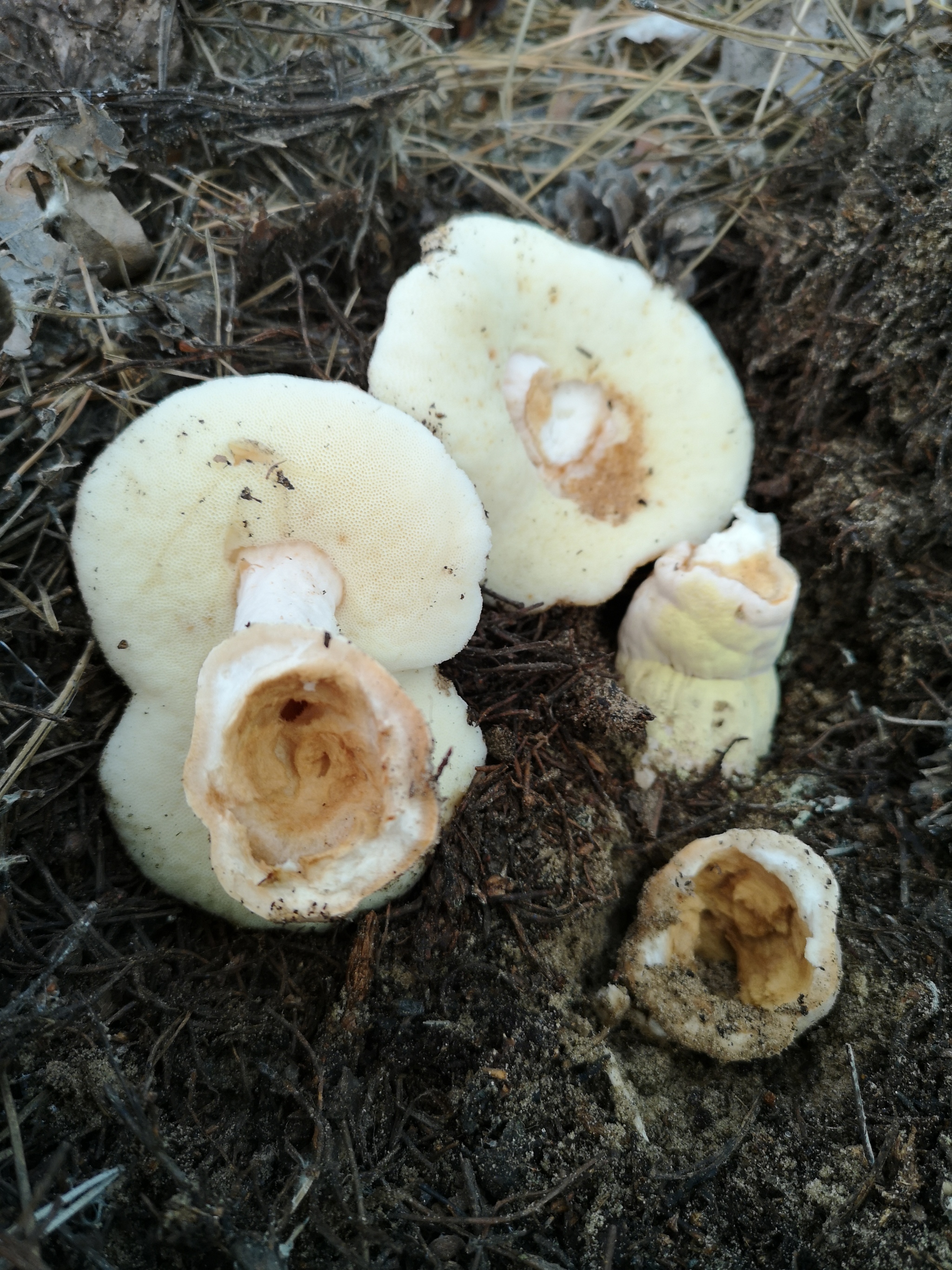 Tell me what kind of mushrooms - My, Mushrooms, Silent hunt, No rating, Longpost