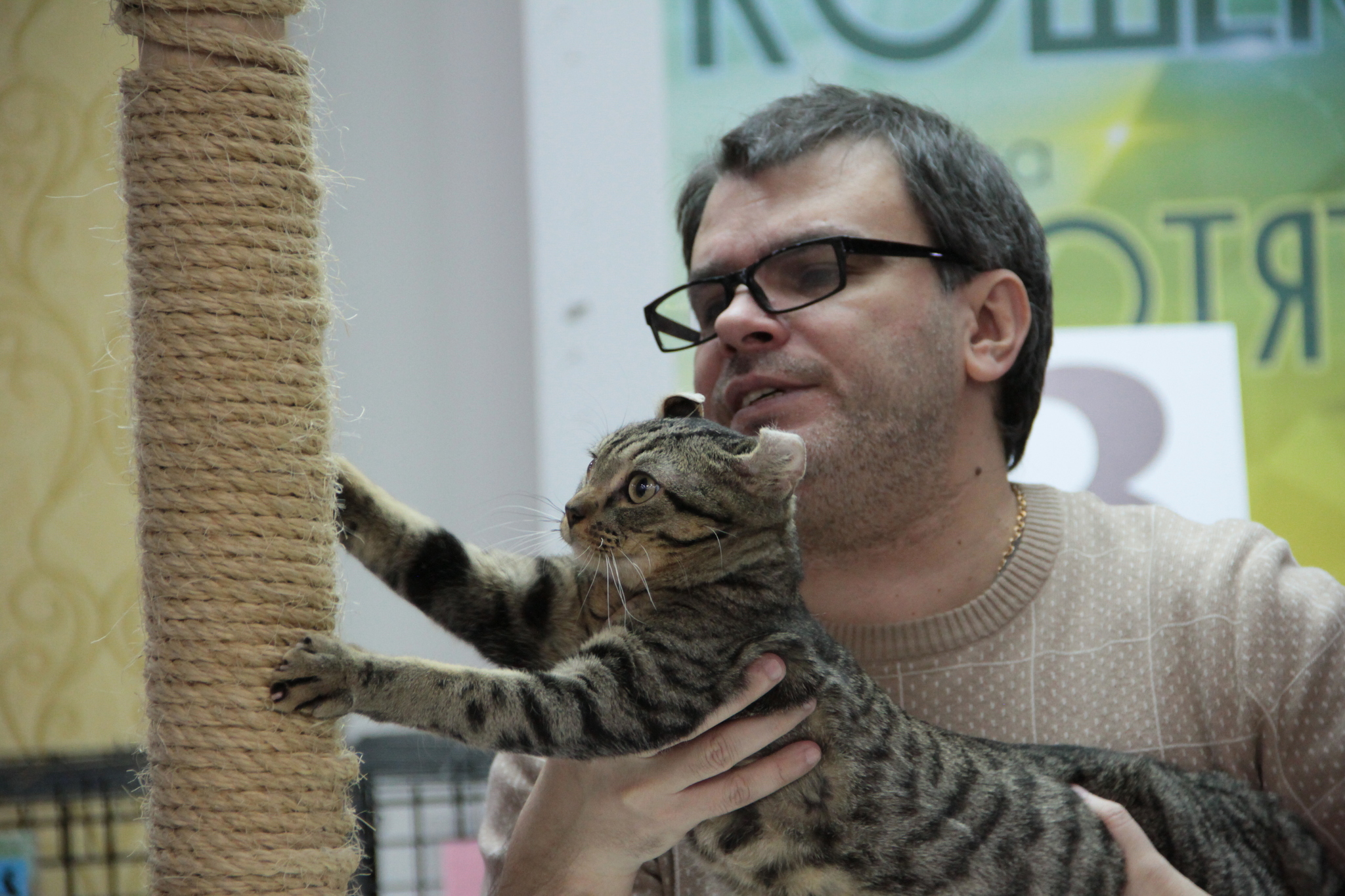 Cat show. - My, Catomafia, Exhibition, Longpost, cat