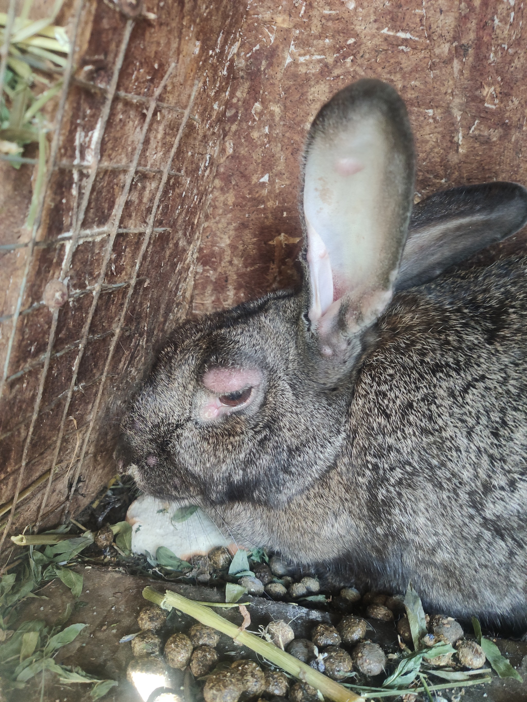 и кроликов и их лечение фото
