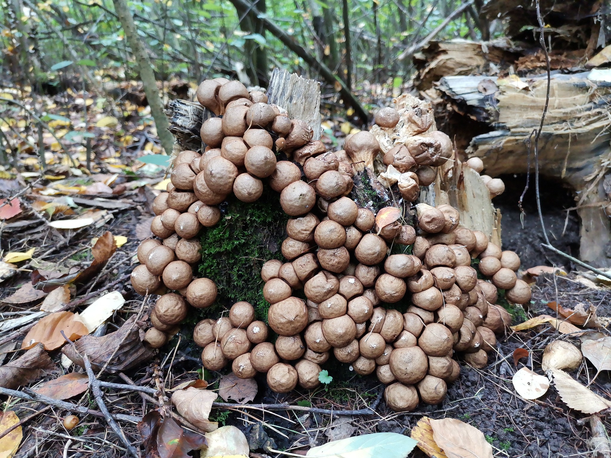 Mushrooms - My, Mushrooms, Mobile photography, Longpost, Dzerzhinsk, Arboretum