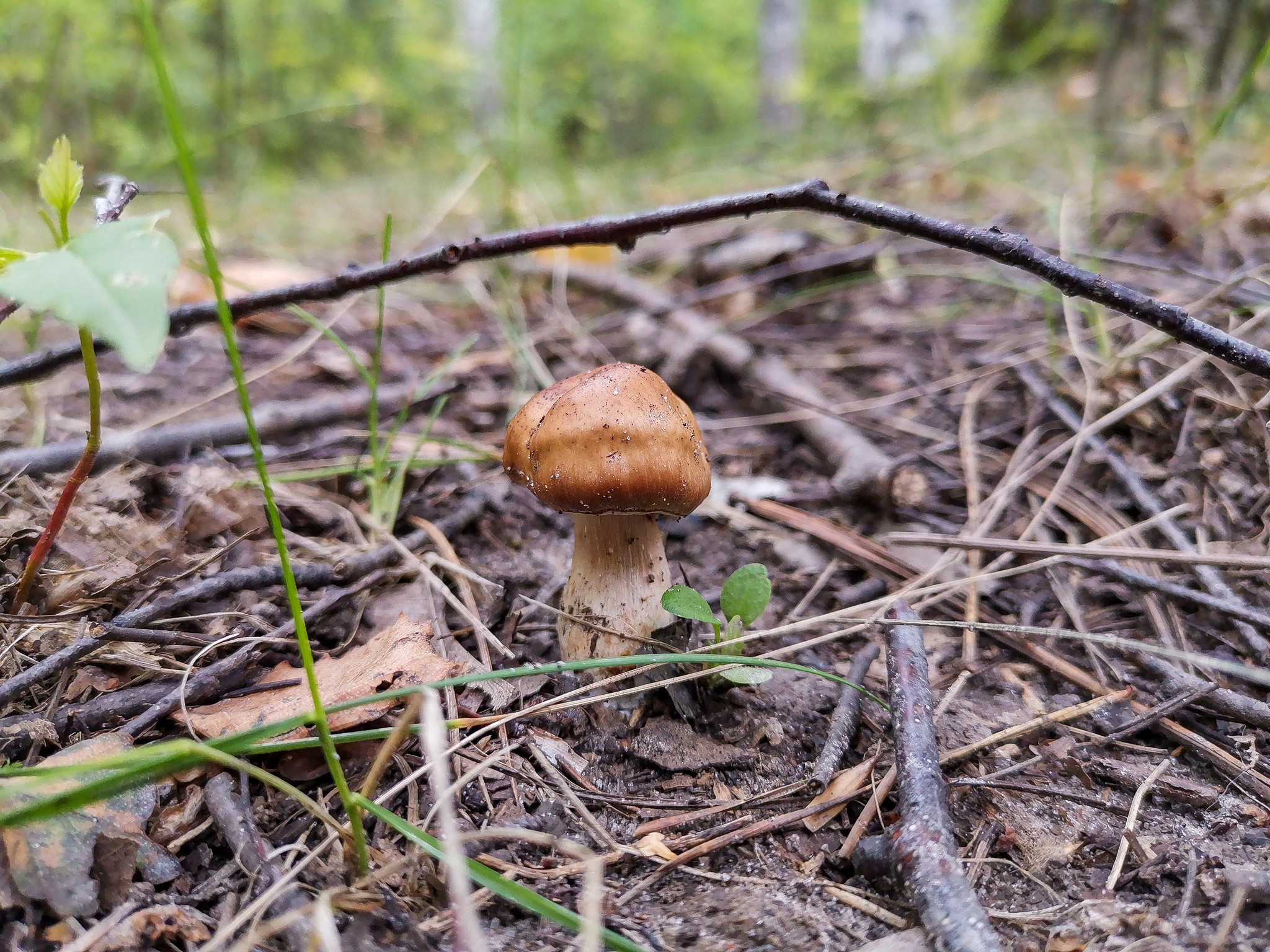 Mushrooms - My, Mushrooms, Mobile photography, Longpost, Dzerzhinsk, Arboretum