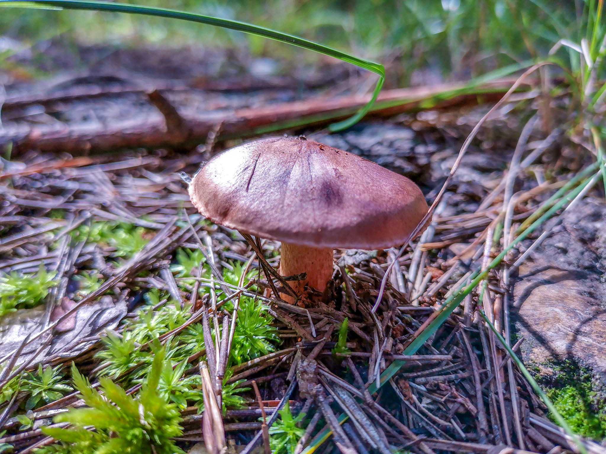 Mushrooms - My, Mushrooms, Mobile photography, Longpost, Dzerzhinsk, Arboretum