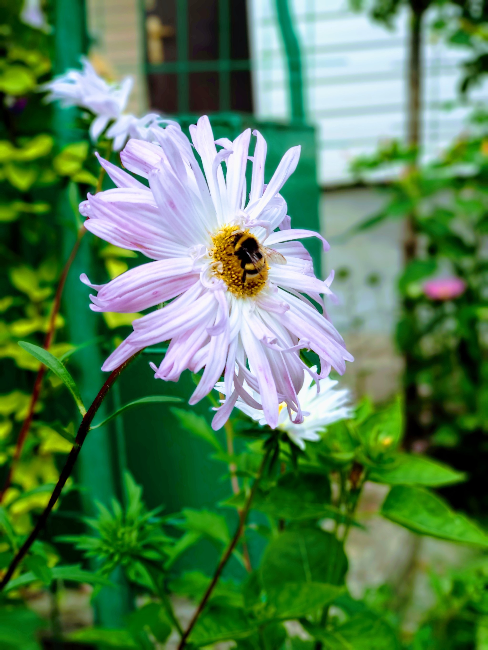 Hard worker - My, Xiaomi, The photo, Mobile photography, Nature, Bumblebee