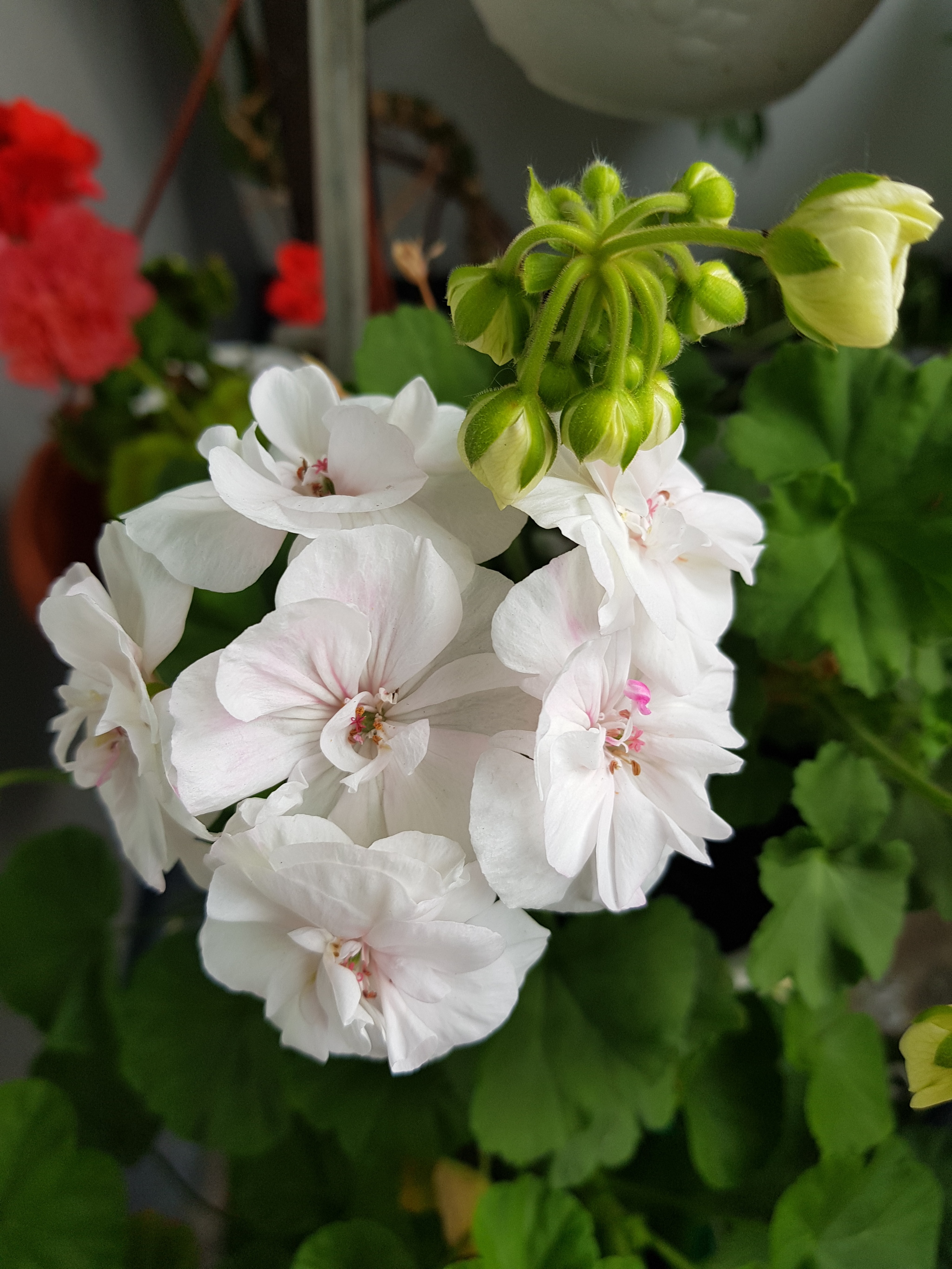 Flowers of my beloved II. - My, Flowers, Plants, Houseplants, beauty, Balcony, Loggia, Note 8, Saint Petersburg, Longpost