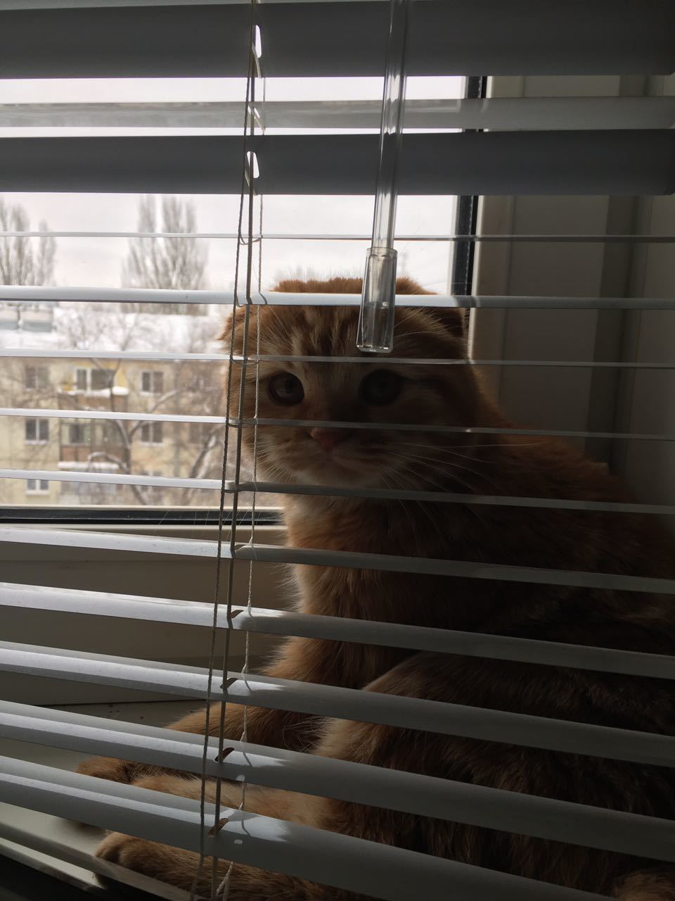 petite redhead - cat, Scottish lop-eared, Longpost