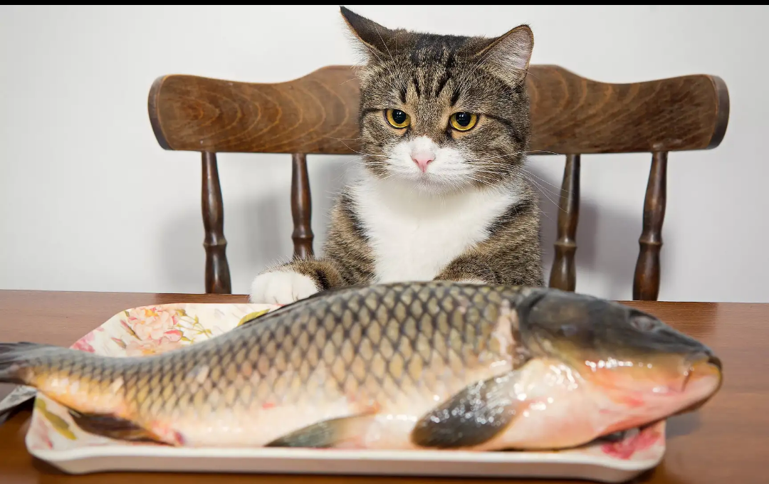 Dinner is served!)))) - cat, A fish