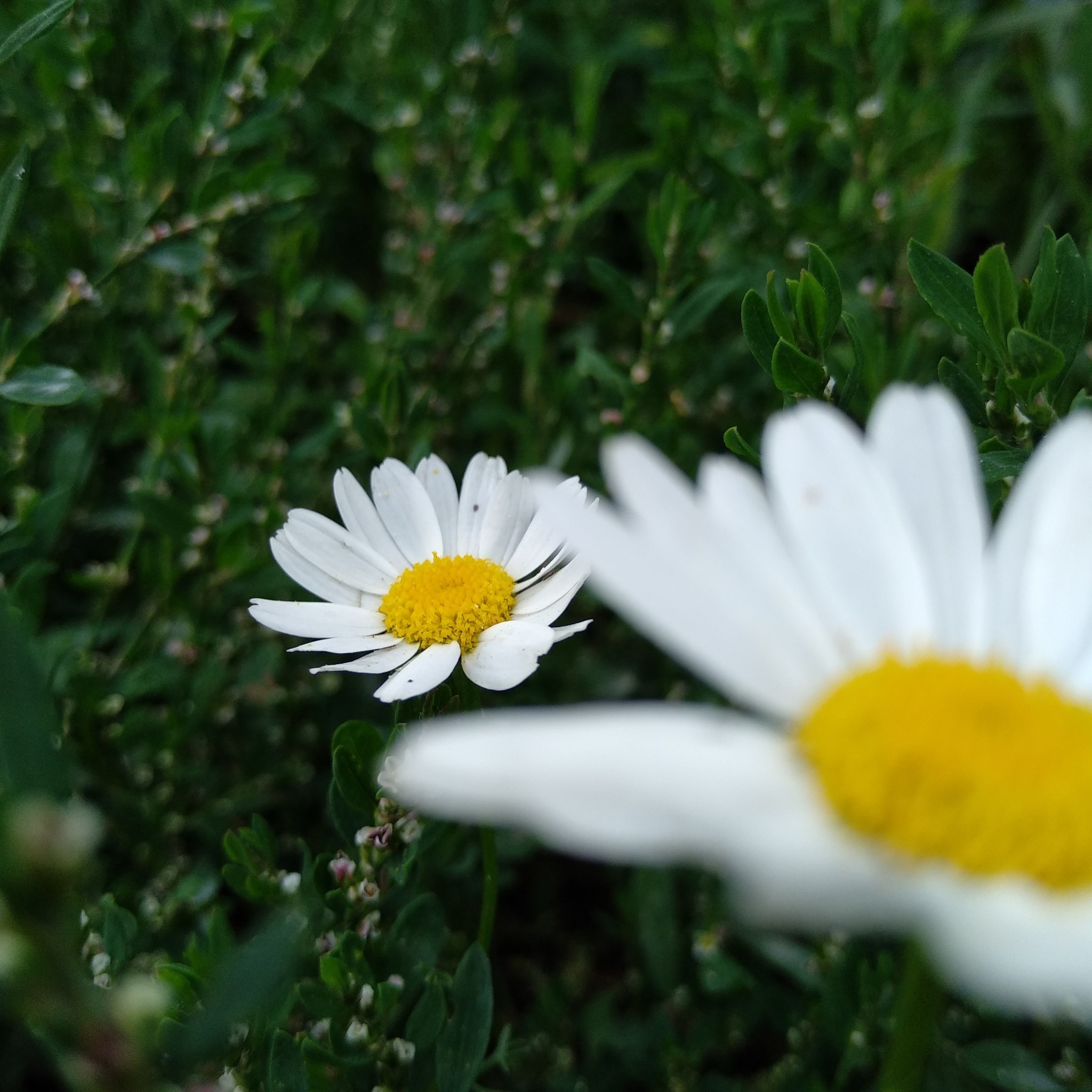 Flower mood - My, Flowers, Beginning photographer, Photo on sneaker, Mobile photography, Longpost