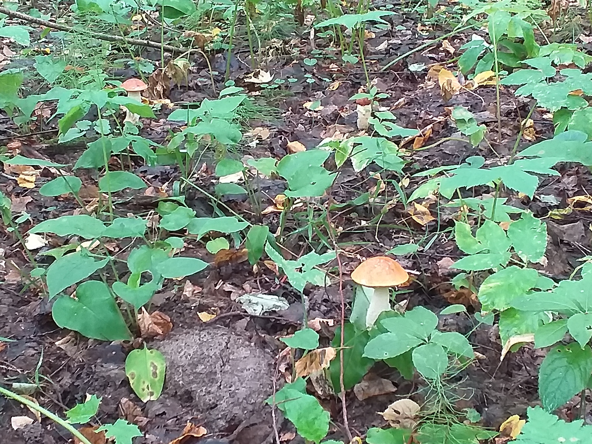 Last days. - My, The photo, Mushrooms, Forest, Longpost